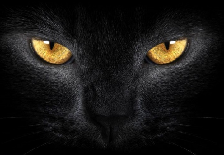 взгляд кошки
