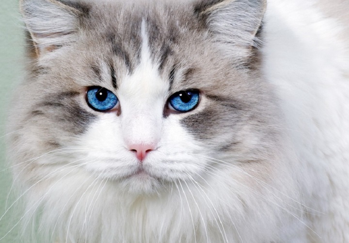 кошка в доме